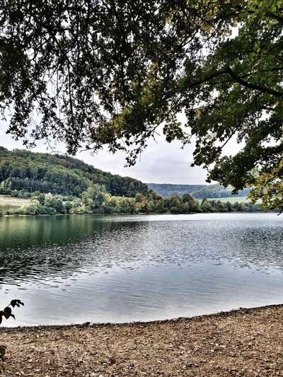 Rhodesian Ridgeback-Beitrag-Bild