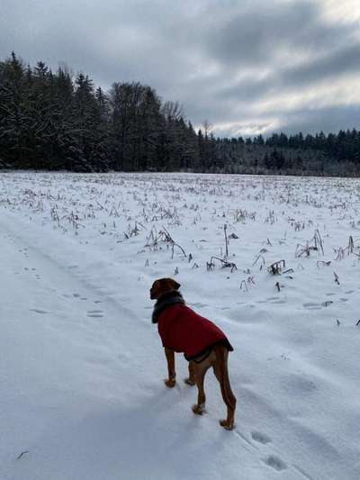 Rhodesian Ridgeback-Beitrag-Bild