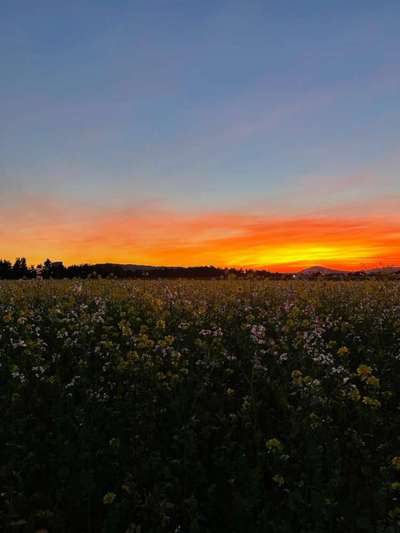 Rhodesian Ridgeback-Beitrag-Bild