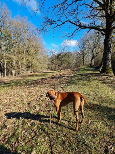 Rhodesian Ridgeback-Beitrag-Bild