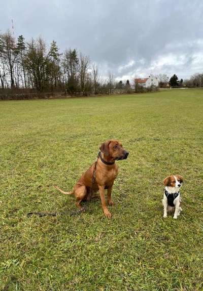 Rhodesian Ridgeback-Beitrag-Bild