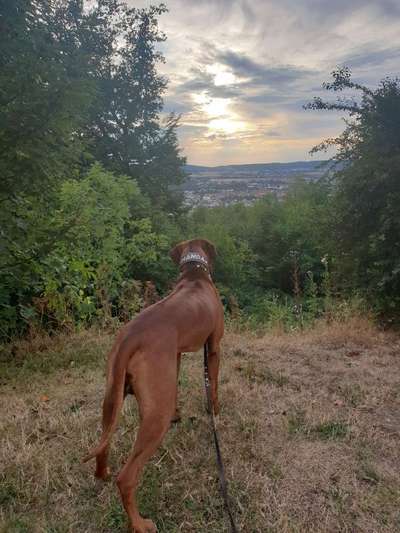 Rhodesian Ridgeback-Beitrag-Bild