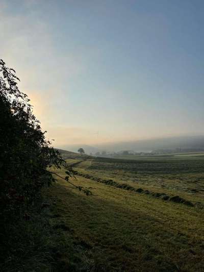 Rhodesian Ridgeback-Beitrag-Bild