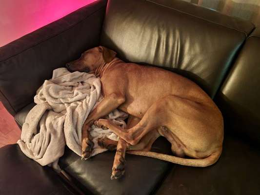 Rhodesian Ridgeback-Beitrag-Bild