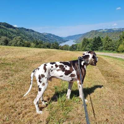 Hundetreffen-Hundebegegnung / Spielen in Neumarkt, Berching, Beilngries-Bild