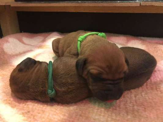 Rhodesian Ridgeback-Beitrag-Bild