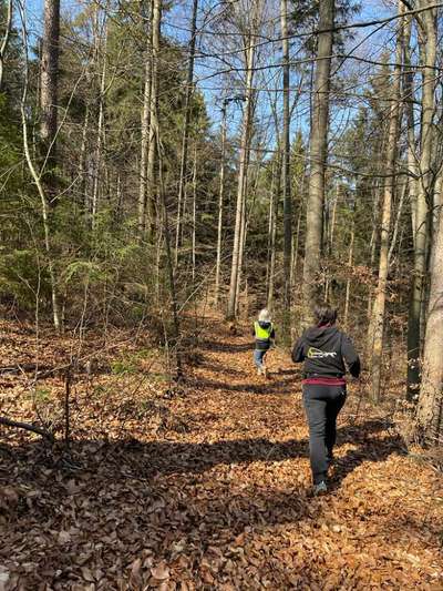 Rhodesian Ridgeback-Beitrag-Bild