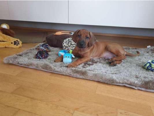 Rhodesian Ridgeback-Beitrag-Bild