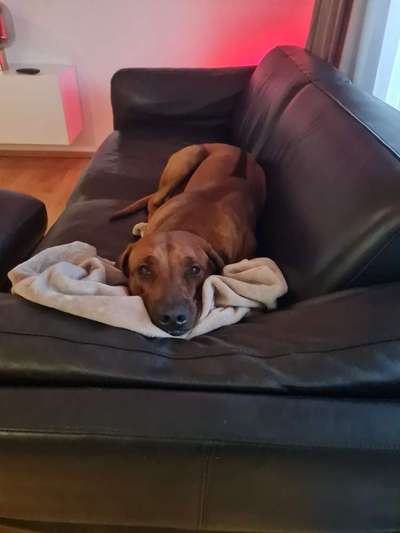 Rhodesian Ridgeback-Beitrag-Bild