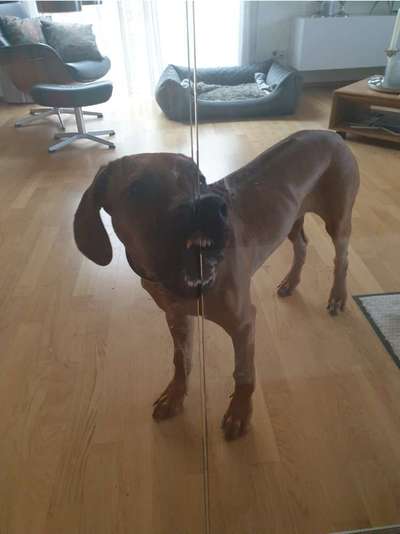 Rhodesian Ridgeback-Beitrag-Bild