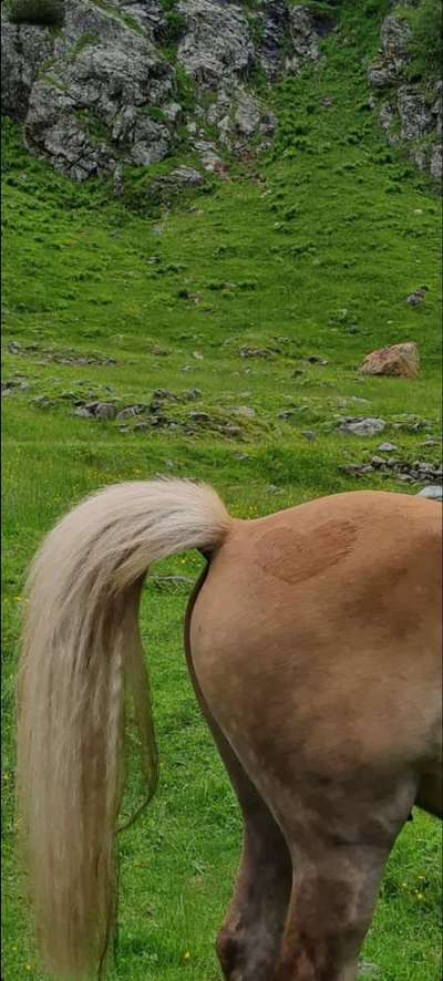 Rhodesian Ridgeback-Beitrag-Bild