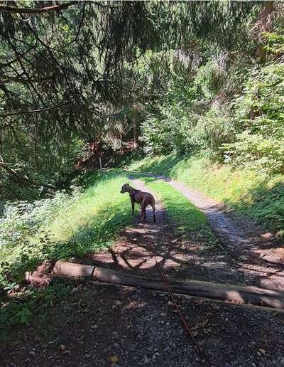 Rhodesian Ridgeback-Beitrag-Bild