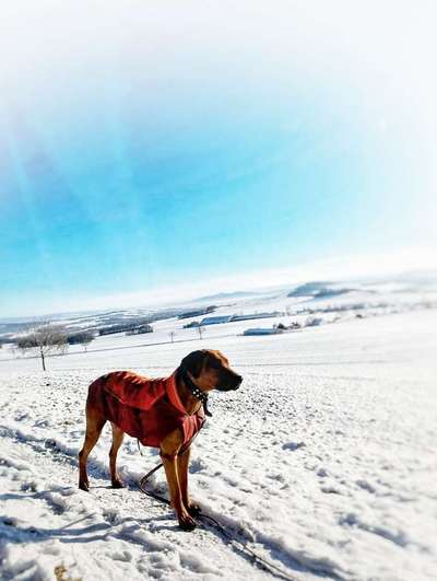 Rhodesian Ridgeback-Beitrag-Bild