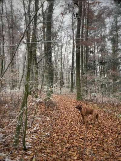 Rhodesian Ridgeback-Beitrag-Bild