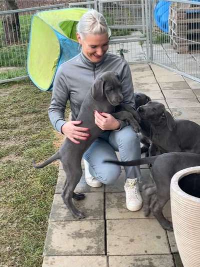 Rhodesian Ridgeback-Beitrag-Bild