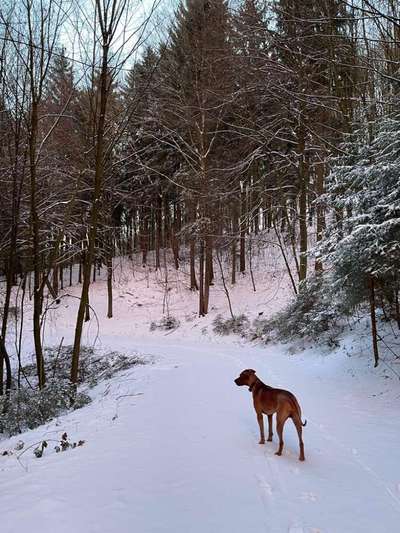 Rhodesian Ridgeback-Beitrag-Bild