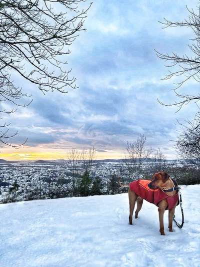 Rhodesian Ridgeback-Beitrag-Bild