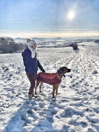 Rhodesian Ridgeback-Beitrag-Bild