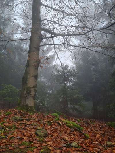 Rhodesian Ridgeback-Beitrag-Bild