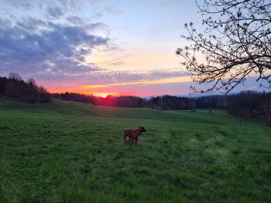 Rhodesian Ridgeback-Beitrag-Bild