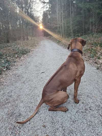 Rhodesian Ridgeback-Beitrag-Bild