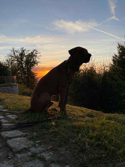 Rhodesian Ridgeback-Beitrag-Bild