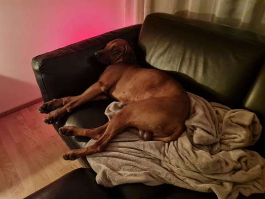 Rhodesian Ridgeback-Beitrag-Bild