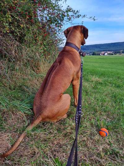 Rhodesian Ridgeback-Beitrag-Bild