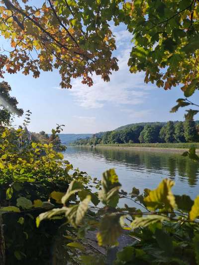 Rhodesian Ridgeback-Beitrag-Bild