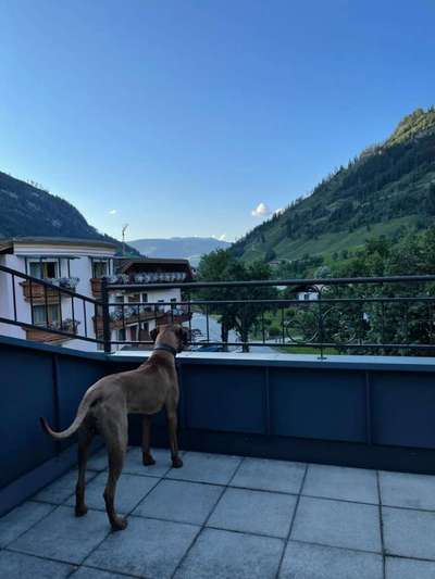 Rhodesian Ridgeback-Beitrag-Bild