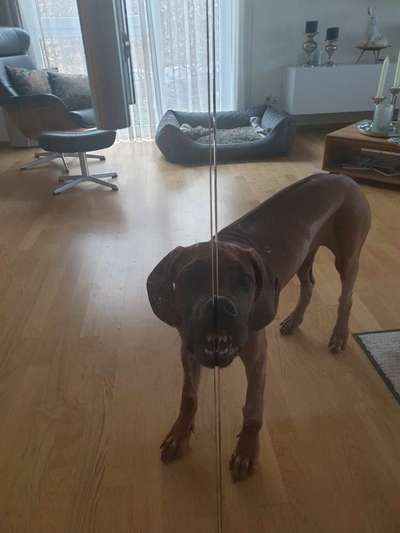Rhodesian Ridgeback-Beitrag-Bild