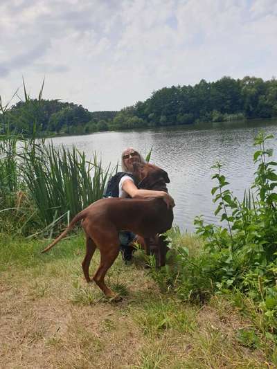 Rhodesian Ridgeback-Beitrag-Bild