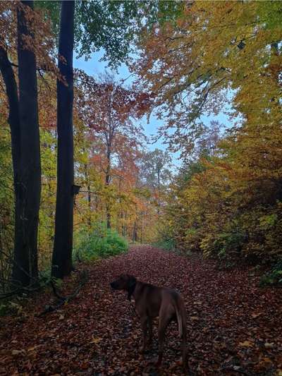 Rhodesian Ridgeback-Beitrag-Bild