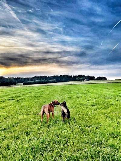 Rhodesian Ridgeback-Beitrag-Bild