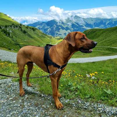 Rhodesian Ridgeback-Beitrag-Bild