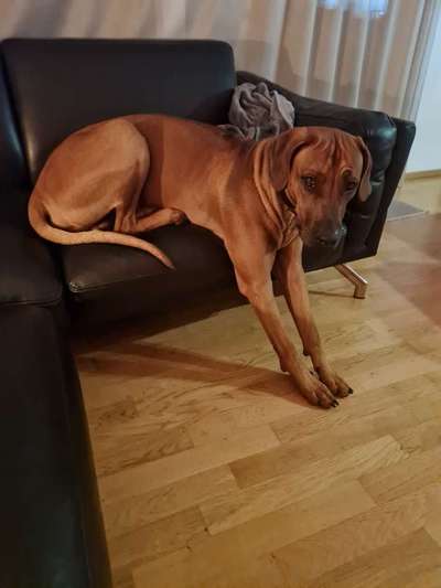 Rhodesian Ridgeback-Beitrag-Bild