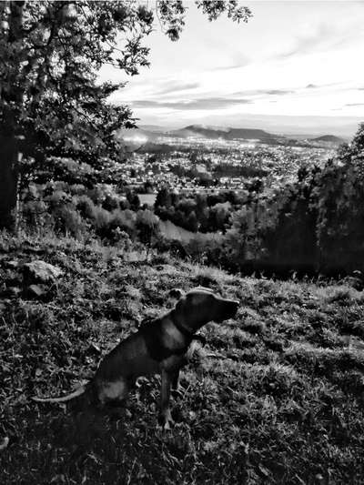 Rhodesian Ridgeback-Beitrag-Bild