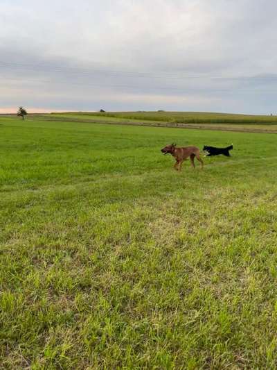 Rhodesian Ridgeback-Beitrag-Bild