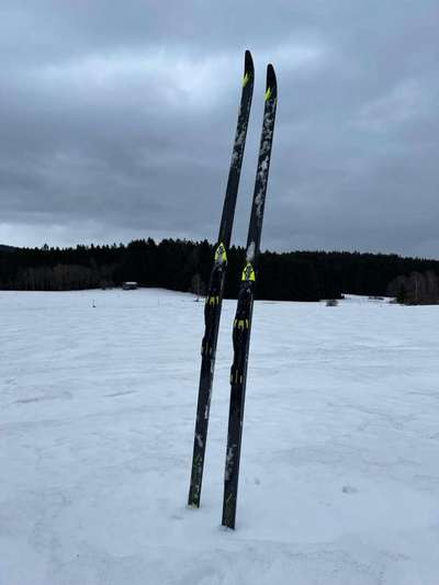 Rhodesian Ridgeback-Beitrag-Bild