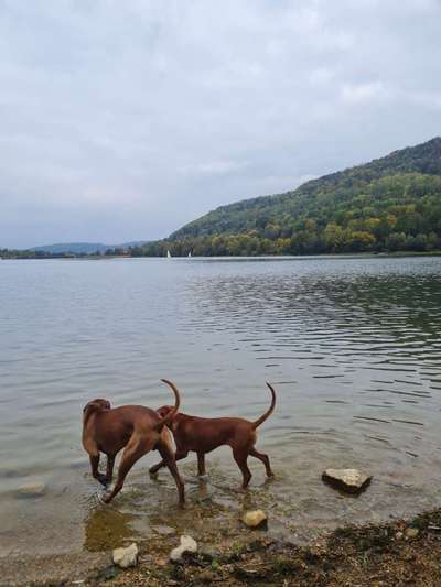 Rhodesian Ridgeback-Beitrag-Bild