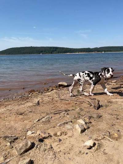 Deutsche Doggen-Beitrag-Bild