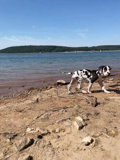 Deutsche Doggen-Beitrag-Bild