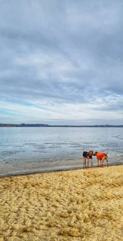 Rhodesian Ridgeback-Beitrag-Bild