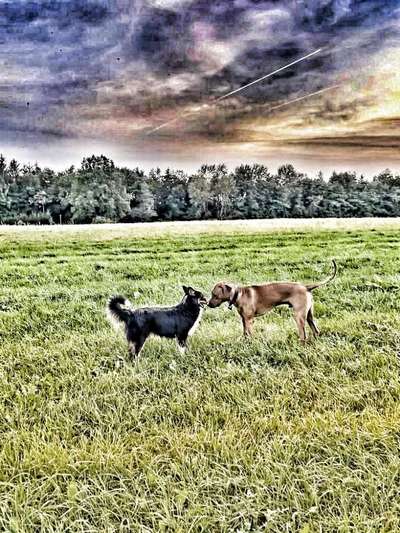 Rhodesian Ridgeback-Beitrag-Bild