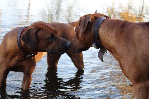 Rhodesian Ridgeback-Beitrag-Bild