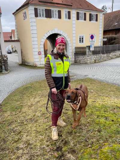 Rhodesian Ridgeback-Beitrag-Bild