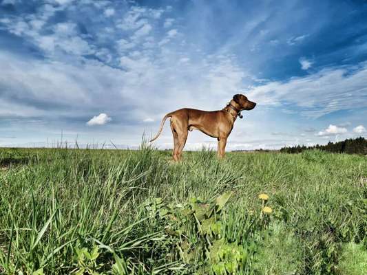 Rhodesian Ridgeback-Beitrag-Bild