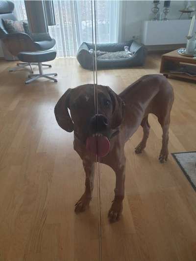Rhodesian Ridgeback-Beitrag-Bild