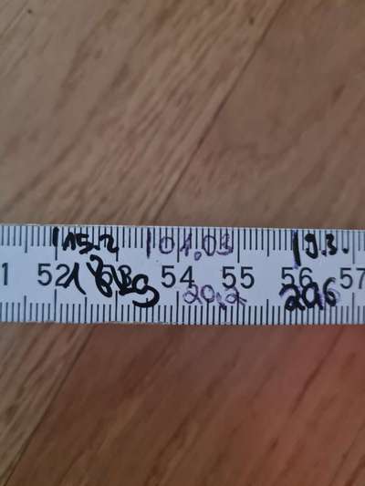 Rhodesian Ridgeback-Beitrag-Bild