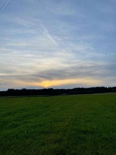 Rhodesian Ridgeback-Beitrag-Bild